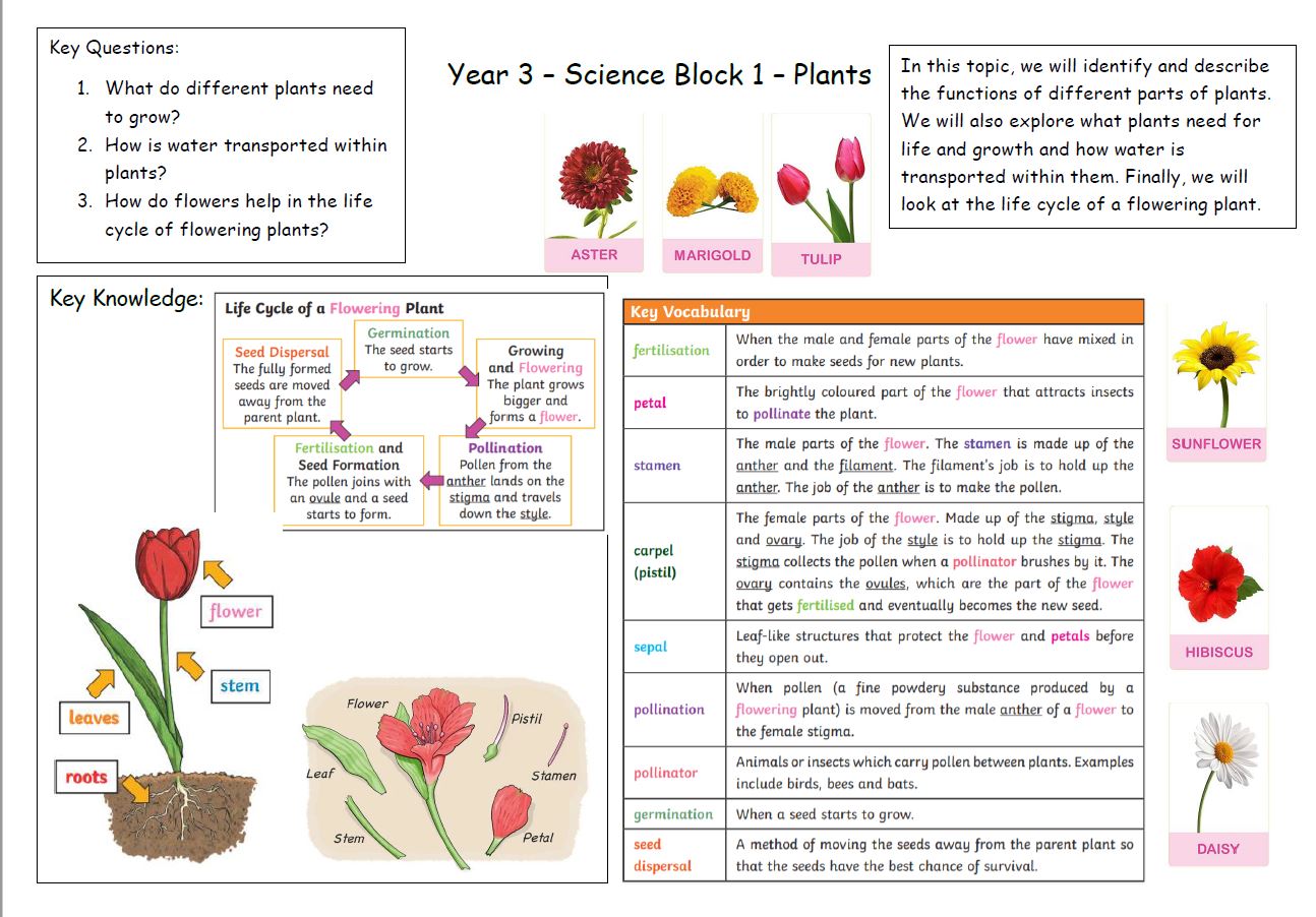 year 3 science | Burnham on Crouch Primary School